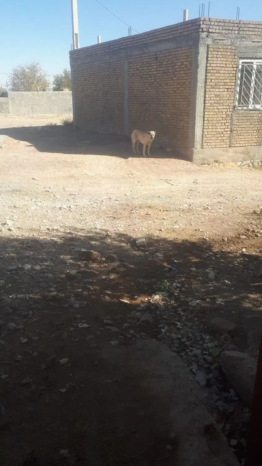 ماده سراب|حیوانات|دهگلان, |دیوار