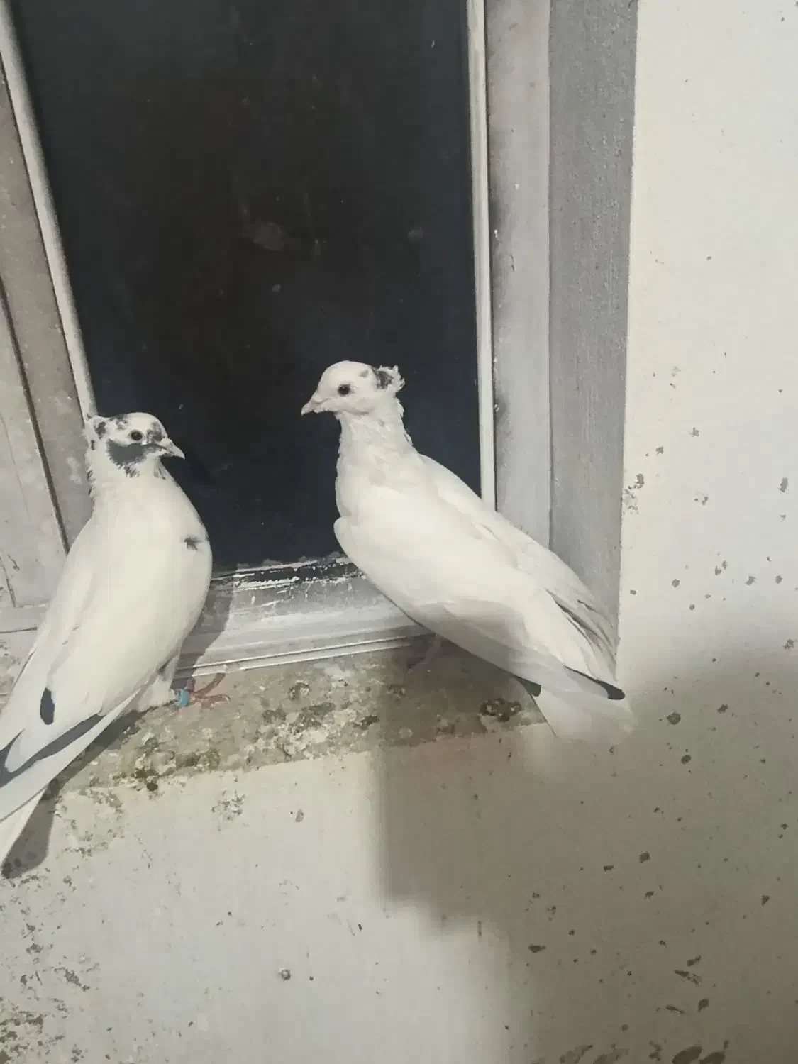 کبوتر شاپر|پرنده|ملکشاهی, |دیوار