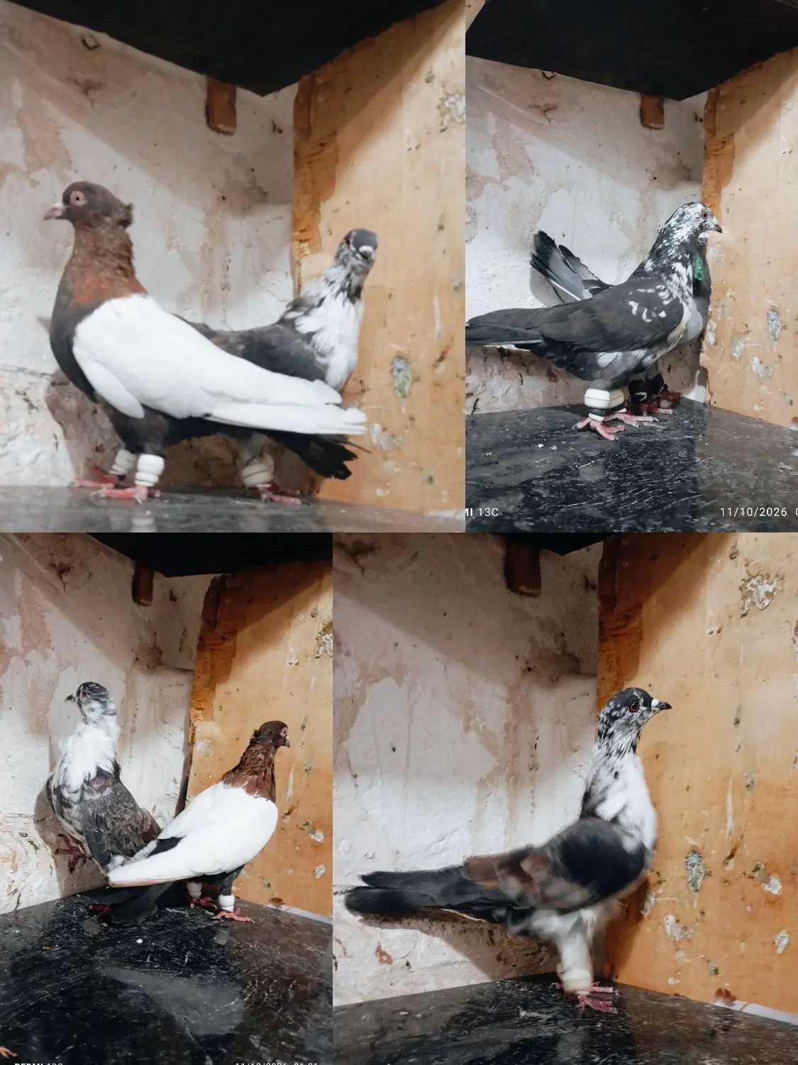کفتر|پرنده|مشهد, طبرسی شمالی|دیوار