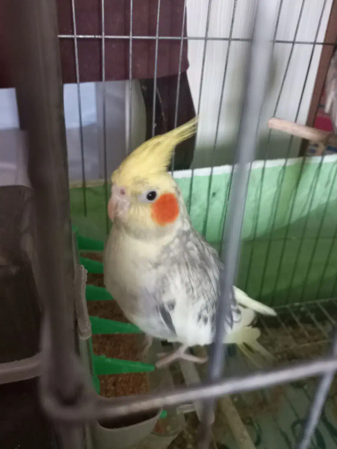 عروس هلندی|پرنده|لاهیجان, کوی زمانی|دیوار