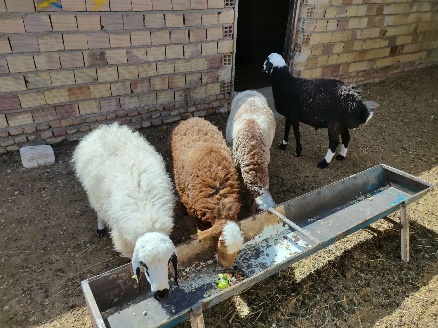 بره و شیشک|حیوانات مزرعه|زیرکوه, |دیوار