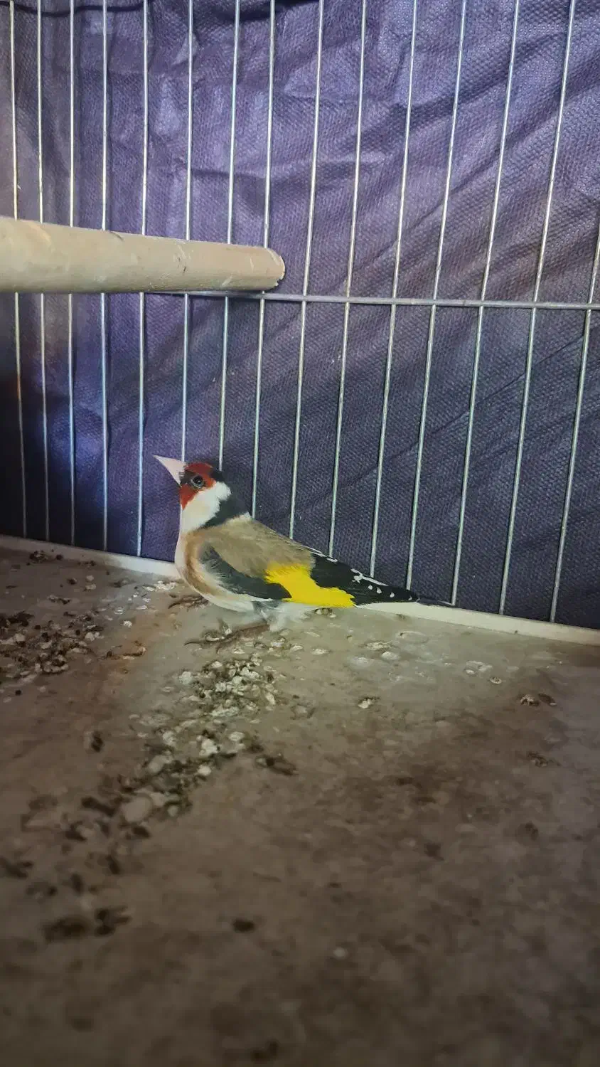 سهره|پرنده|خرمشهر, |دیوار