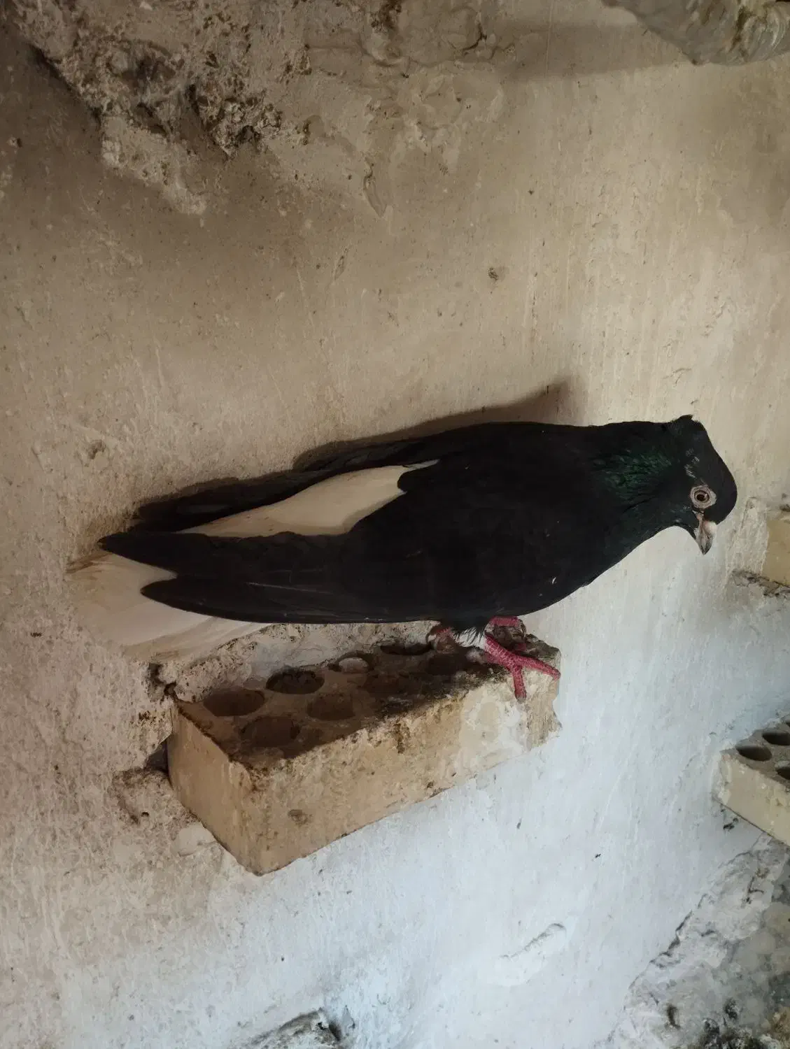 نردم سفید|پرنده|خرم‌آباد, |دیوار