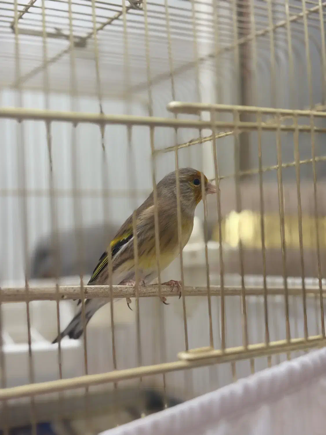 سهره قناری|پرنده|قزوین, |دیوار