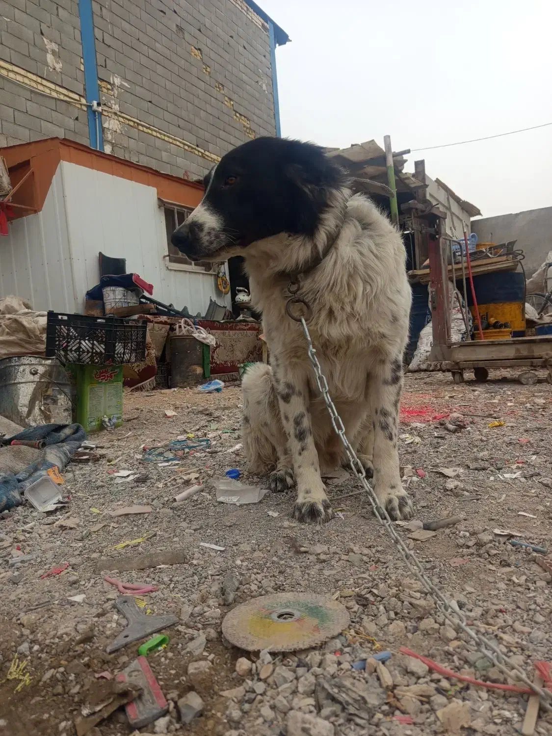 سگ قدرجونی چمبر|سگ|ابریشم, |دیوار