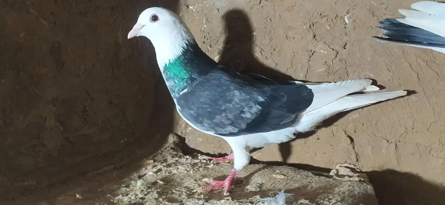 کبوتر|حیوانات|میاندوآب, |دیوار