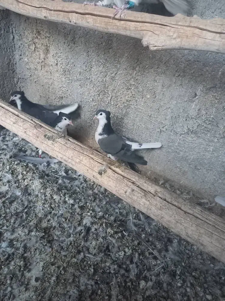 کبوتردمگیر|پرنده|برخوار, |دیوار