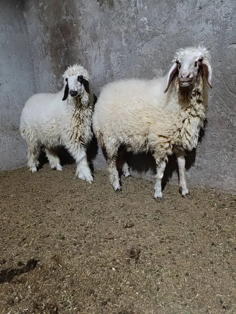 بره|حیوانات مزرعه|شوش, |دیوار