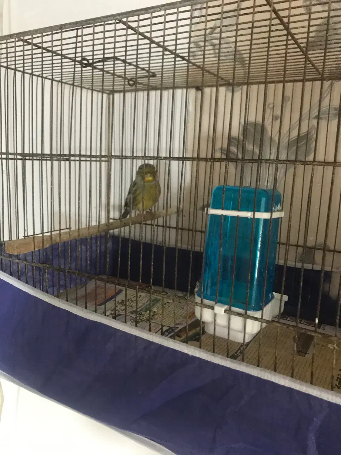 قناری گلستر|پرنده|رشت, کوی فکوری|دیوار