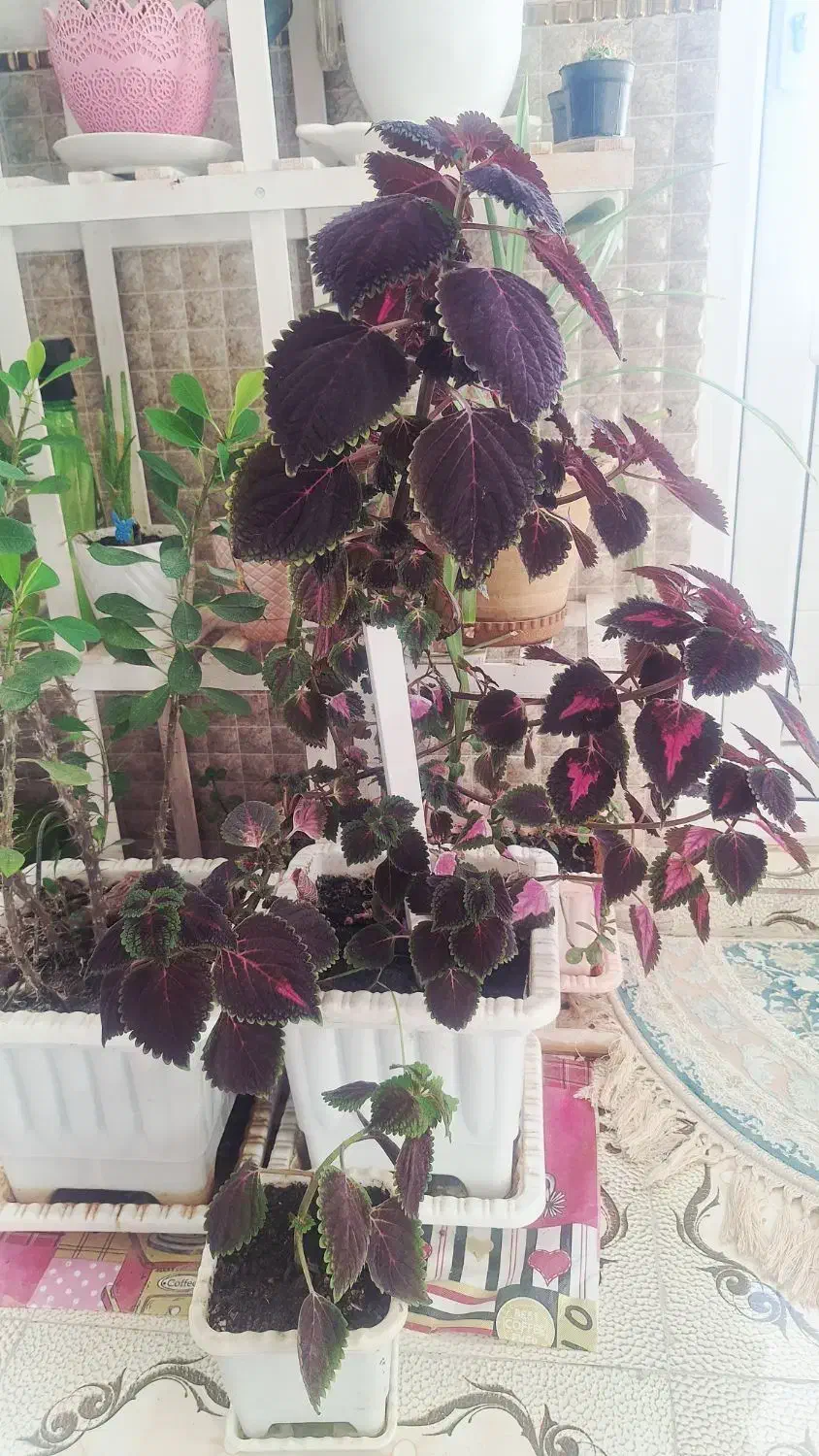 گل طبیعی|گل و گیاه طبیعی|اردبیل, |دیوار