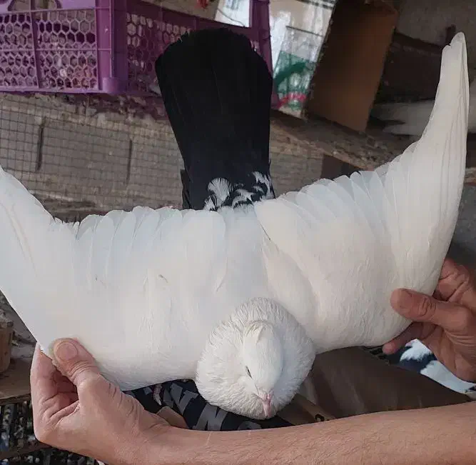 دمبی|پرنده|کرخه, |دیوار