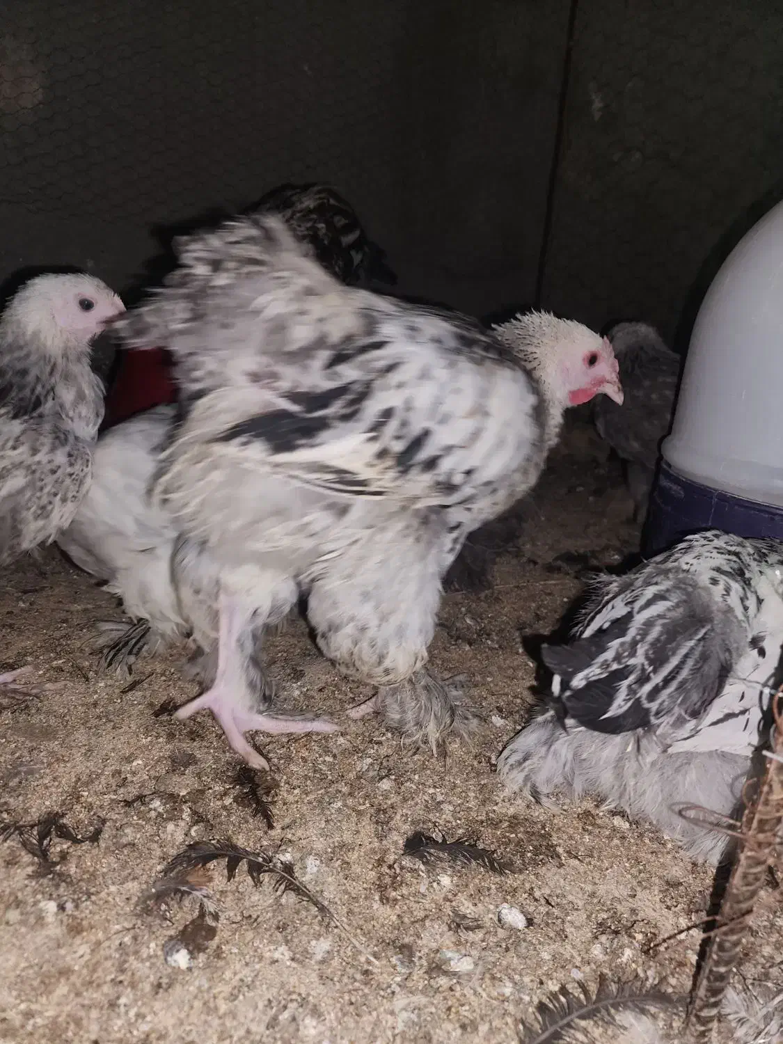 جوجه مرغ خروس برهما ۴.۵ ماهه|حیوانات مزرعه|یزد, |دیوار