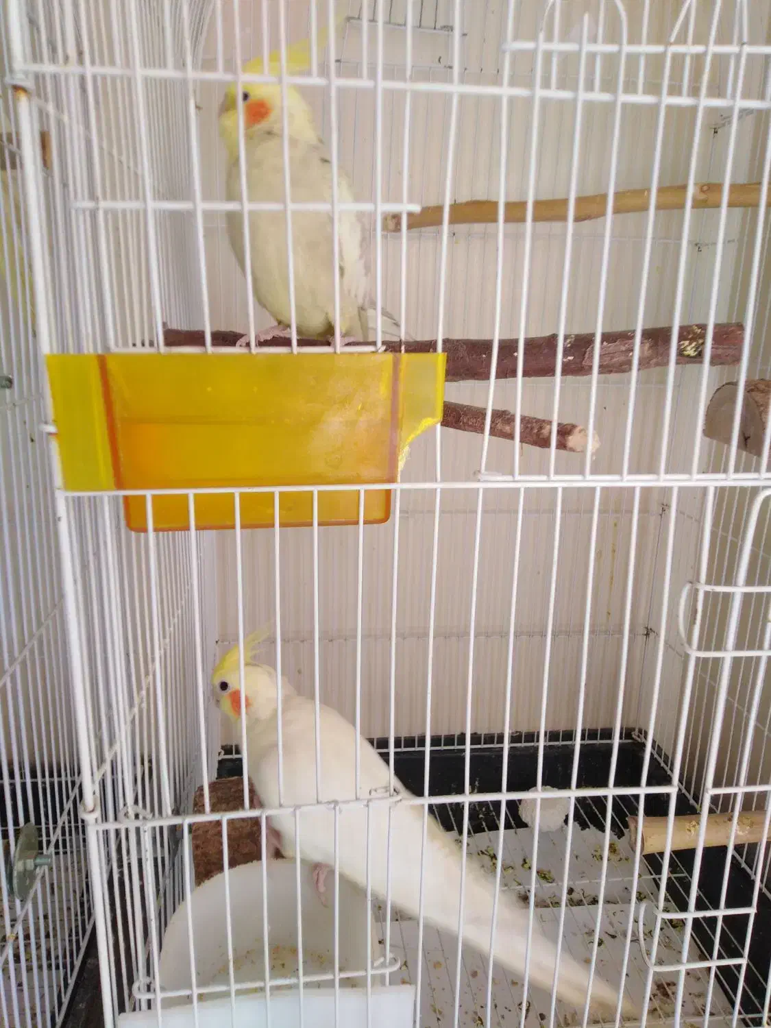 کوتوله یک جفت هلندی تازه دون خور|پرنده|تهران, شهرک امید|دیوار