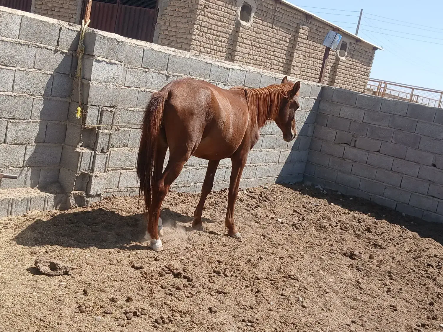 اسب‌ نریان|اسب و تجهیزات اسب‌سواری|گنبد کاووس, |دیوار