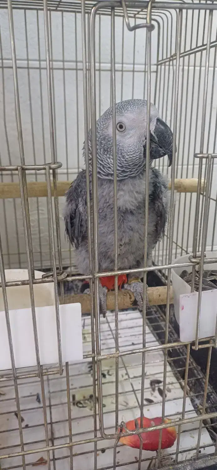 جوجه کاسکو حلقه پا رام دستی ۹ماهه ۲۰کلام|پرنده|تهران, اسکندری|دیوار