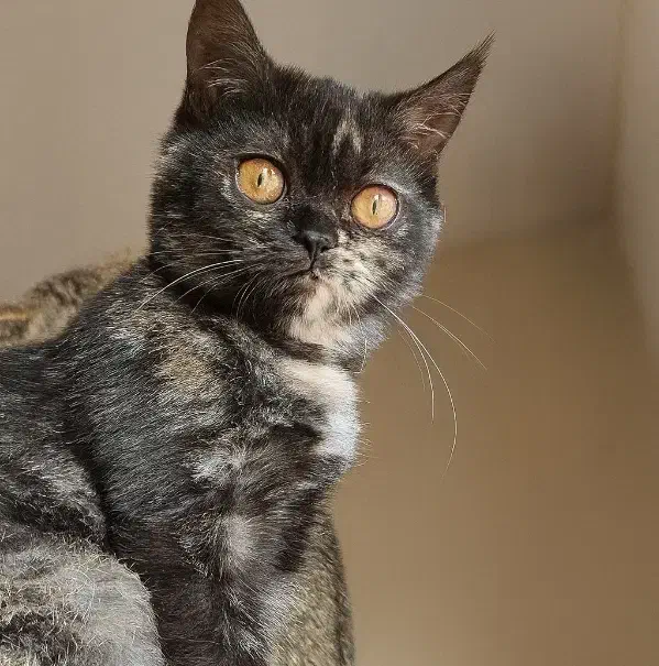 بچه گربه بریتیش شورت هیر سه و نیم ماهه|گربه|تهران, تهرانپارس شرقی|دیوار