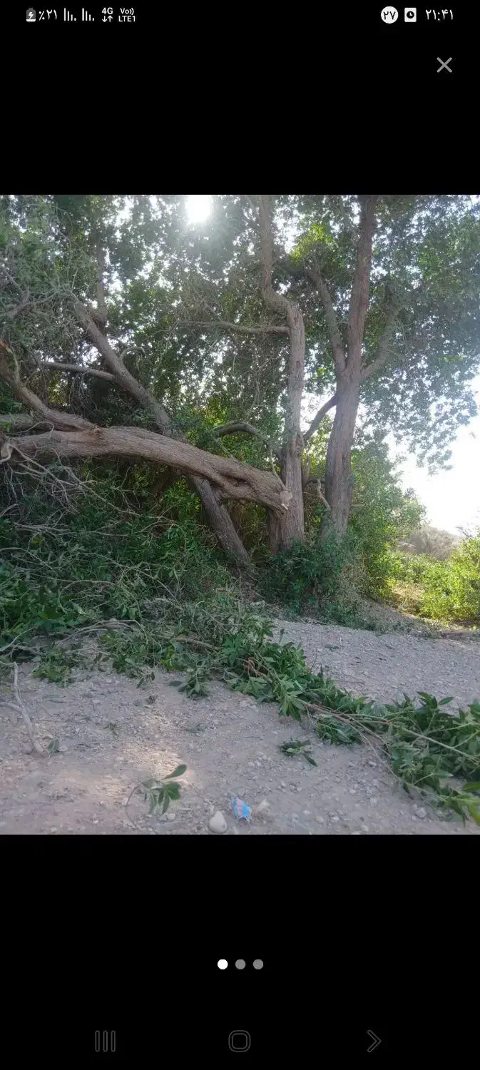 خرید چوب|خدمات باغبانی و درختکاری|آبادان, |دیوار