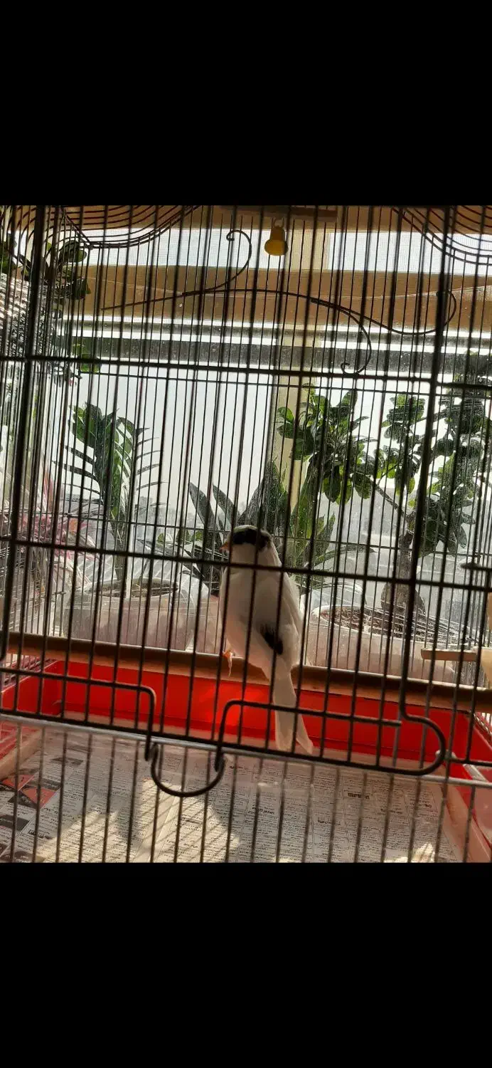 گلاستر نر اورجینال|پرنده|تهران, جمال‌زاده|دیوار