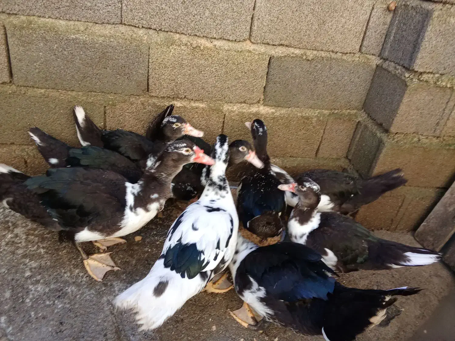 اردک اسرائیلی|حیوانات مزرعه|تالش, هشتپر|دیوار