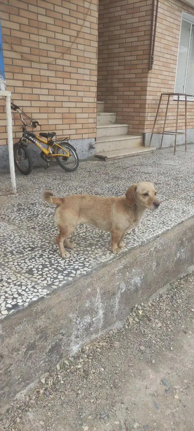 سگ پا کوتاه|سگ|بوئین زهرا, |دیوار