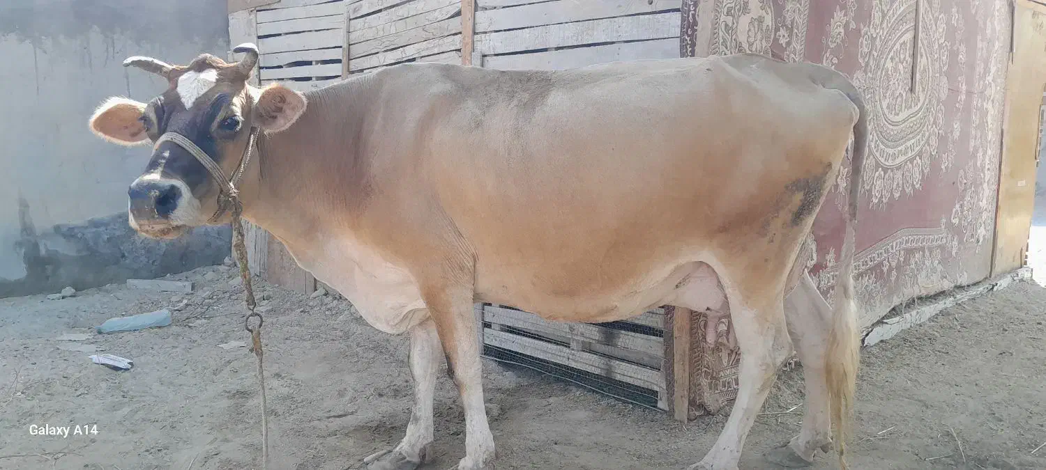 گاو شیری|حیوانات مزرعه|درگهان, |دیوار
