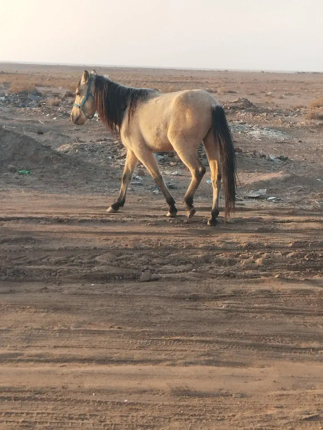 اسب|اسب و تجهیزات اسب‌سواری|یونسی, |دیوار