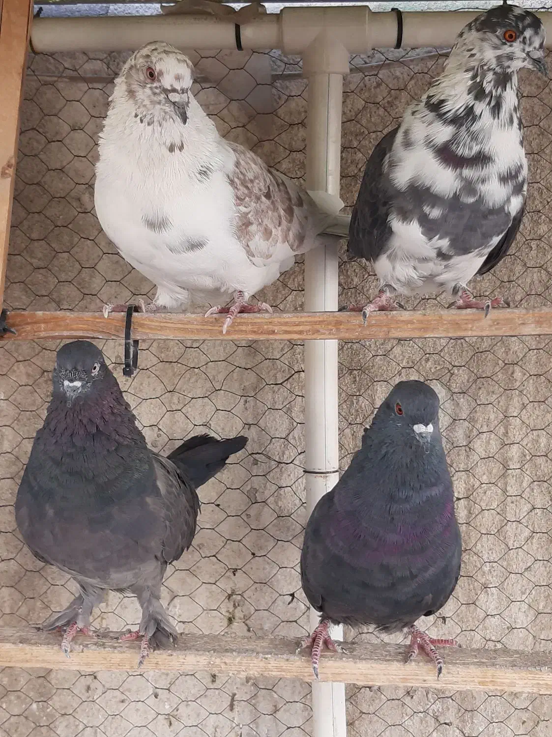 پرنده کفتر کبوتر|پرنده|تهران, افسریه جنوبی|دیوار