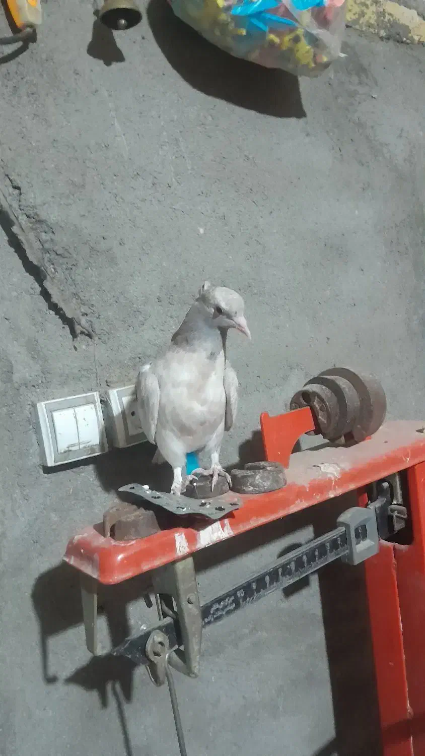 یک جفت هفت رنگ دم سفید جوجه یه آقال|پرنده|کاشمر, |دیوار