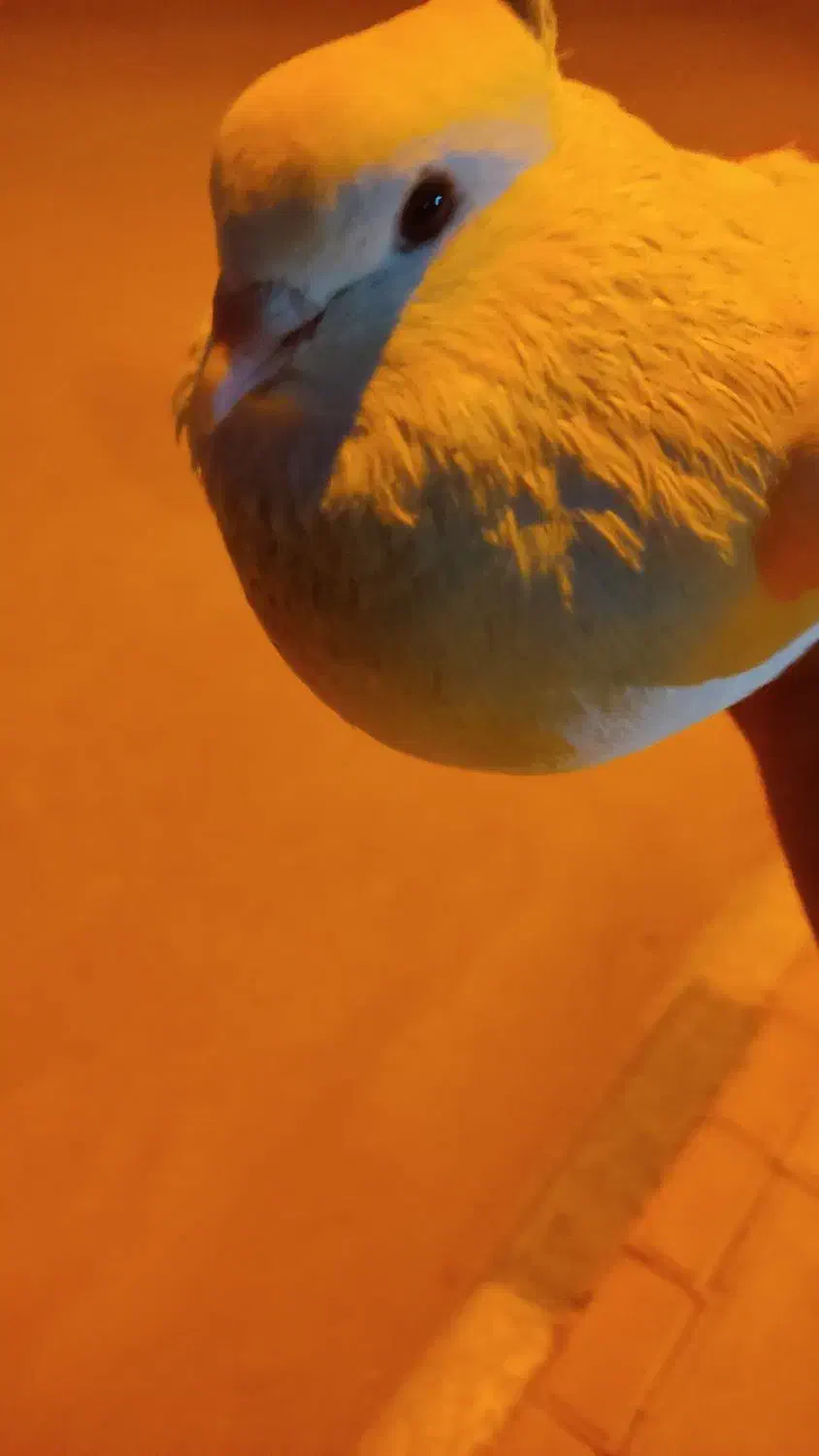 کبوتر سفید نر|پرنده|خورموج, |دیوار