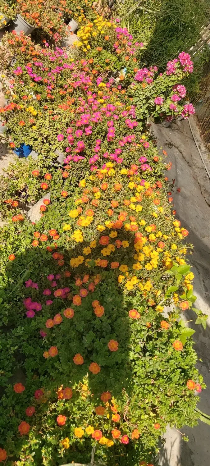 فروش انواع گلهای طبیعی|گل و گیاه طبیعی|بندر گناوه, |دیوار