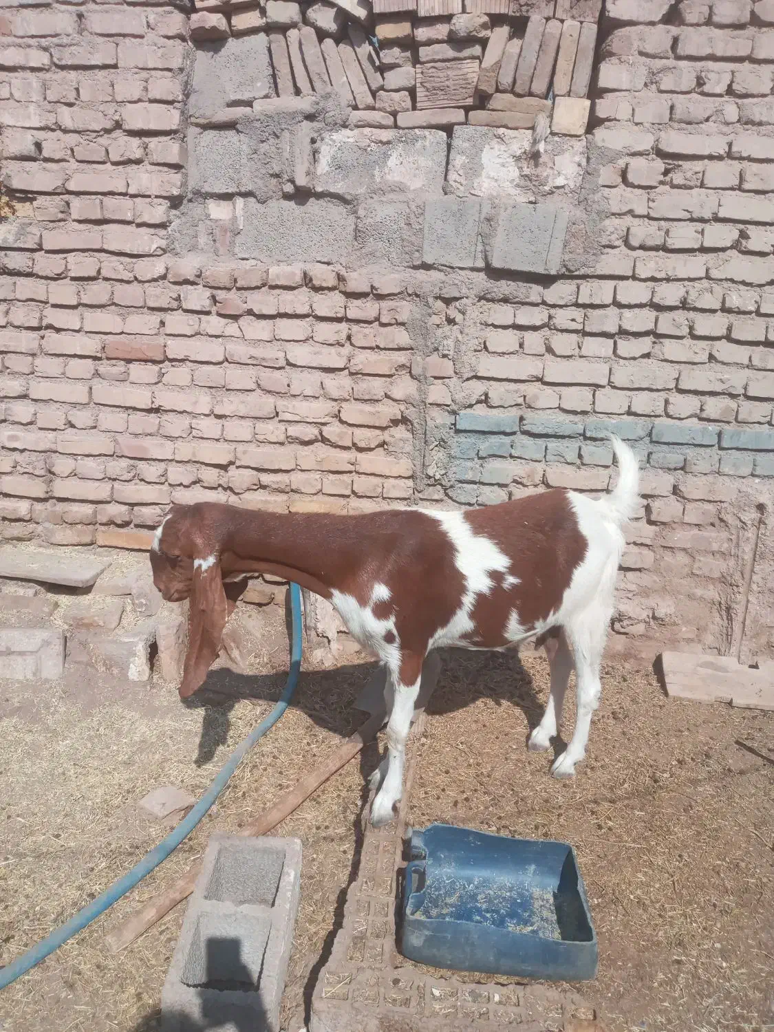 بز وکره پاکستانی|حیوانات مزرعه|رفسنجان, |دیوار