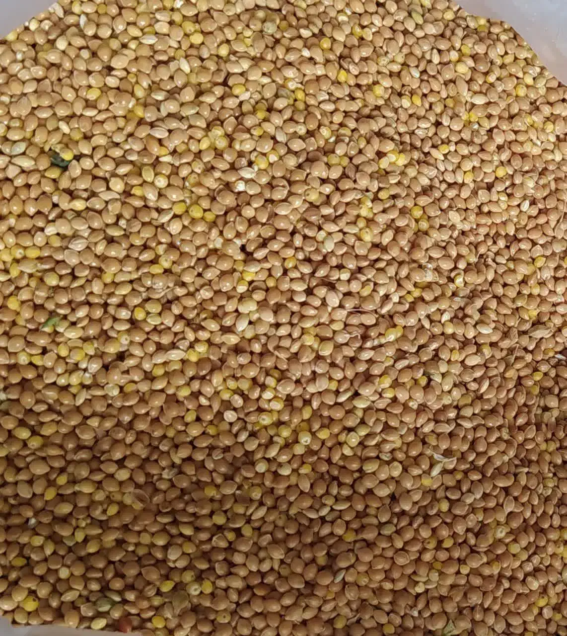 ارزن اوکراینی ومحلی|لوازم جانبی حیوانات|آفتاب, |دیوار