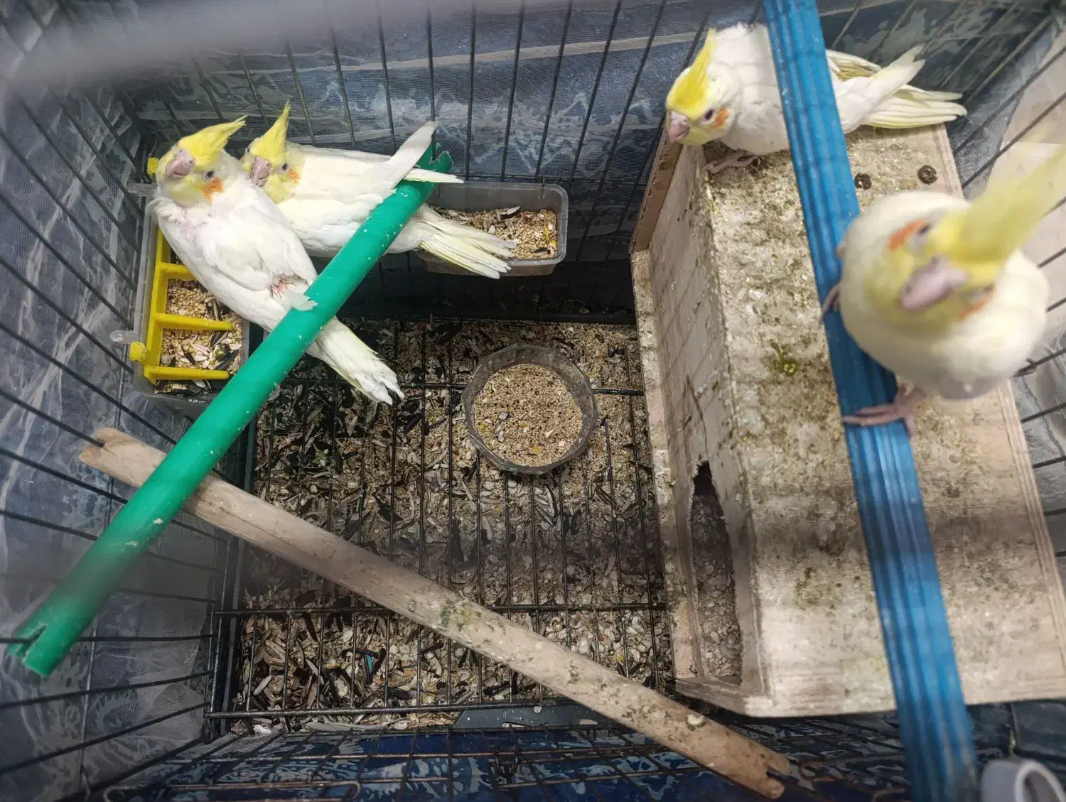 عروس|پرنده|قم, قلعه کامکار|دیوار