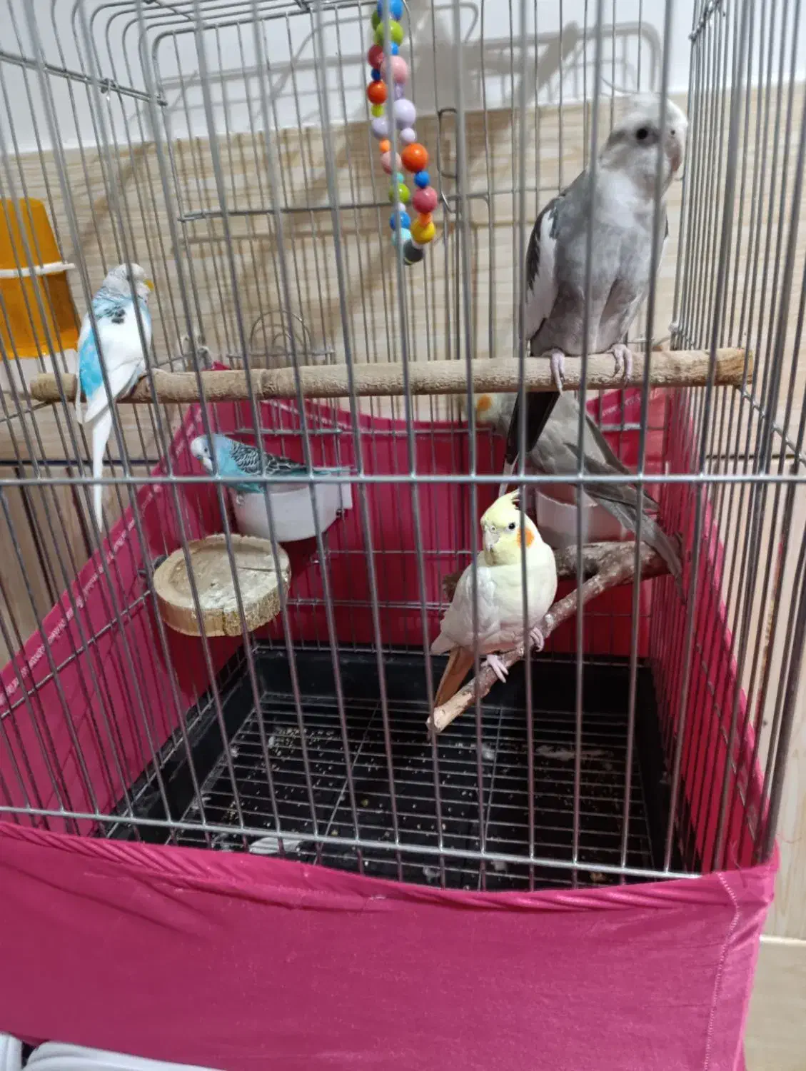 عروس هلندی و مرغ عشق دستی|پرنده|سیرجان, |دیوار