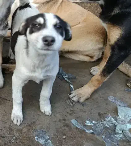 واگذاری رایگان دو عدد توله ماده ۴ ماهه|سگ|رودسر, |دیوار