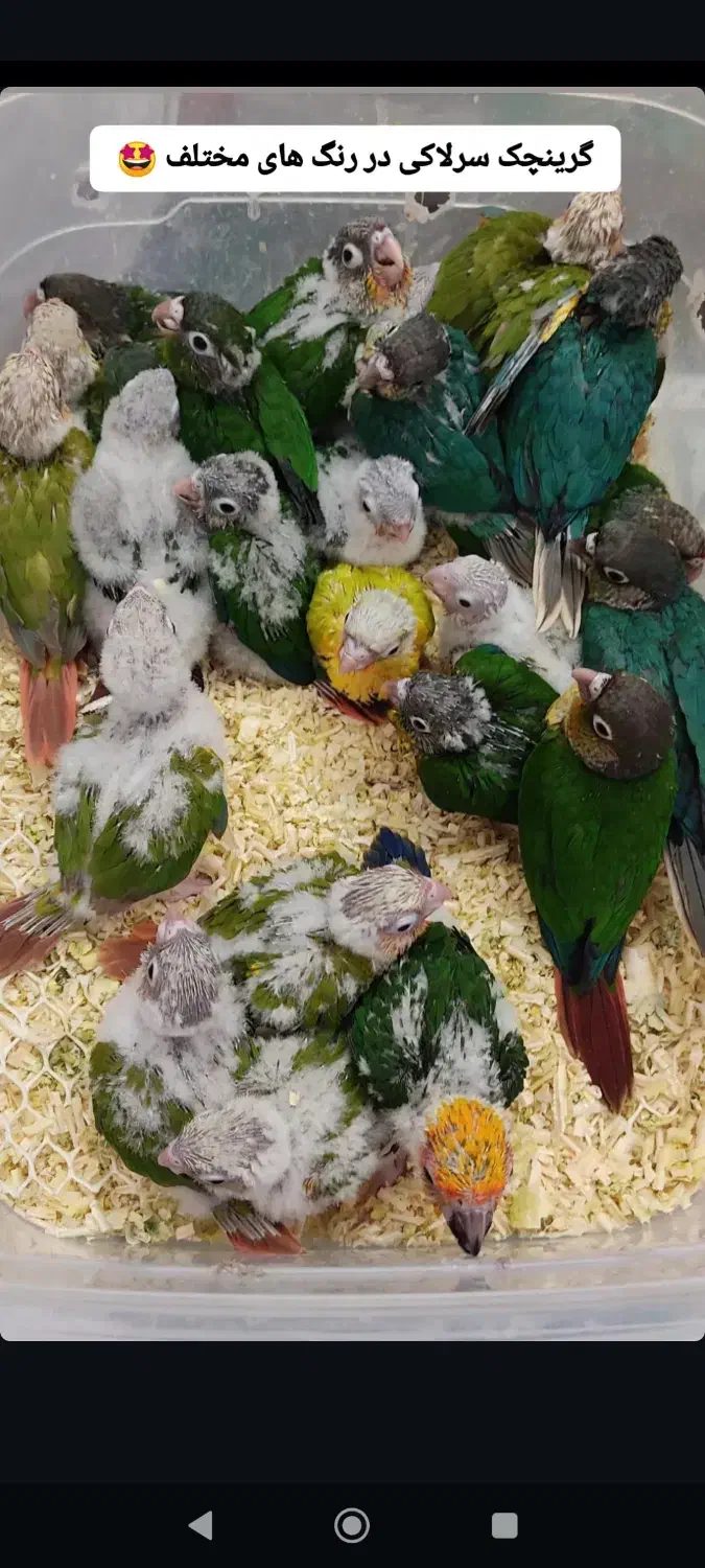 انواع گرینچک سرلاکی|پرنده|شیراز, مسلم|دیوار