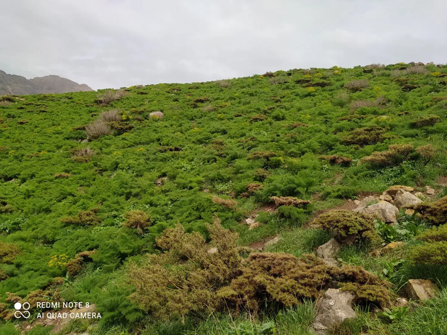 نخود آبگوشتی کرمانشاه|خوردنی و آشامیدنی|رشت, منظریه|دیوار