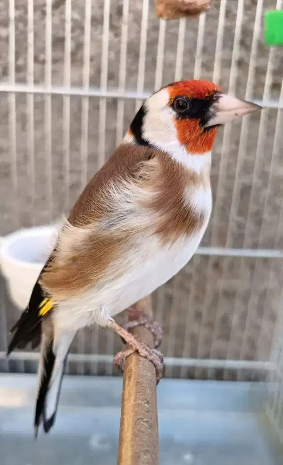 سهره گاوی چهار گل|پرنده|رباطکریم, شهرک درخشان|دیوار