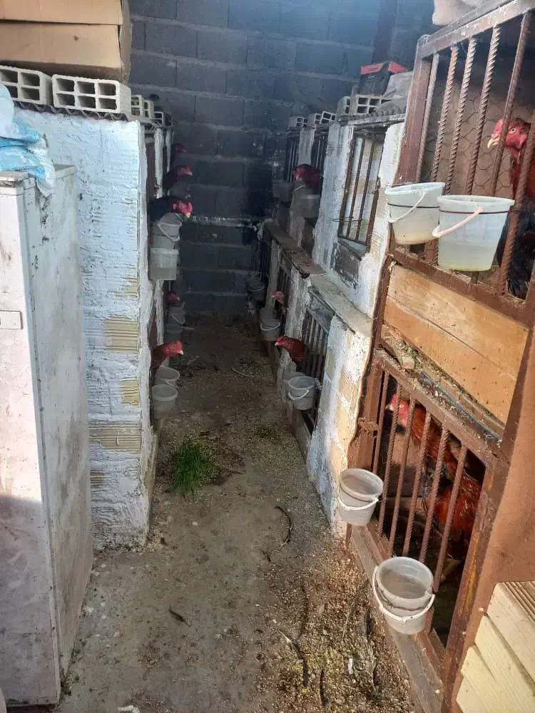 مرغ و خروس لاری|حیوانات مزرعه|آستانه اشرفیه, |دیوار