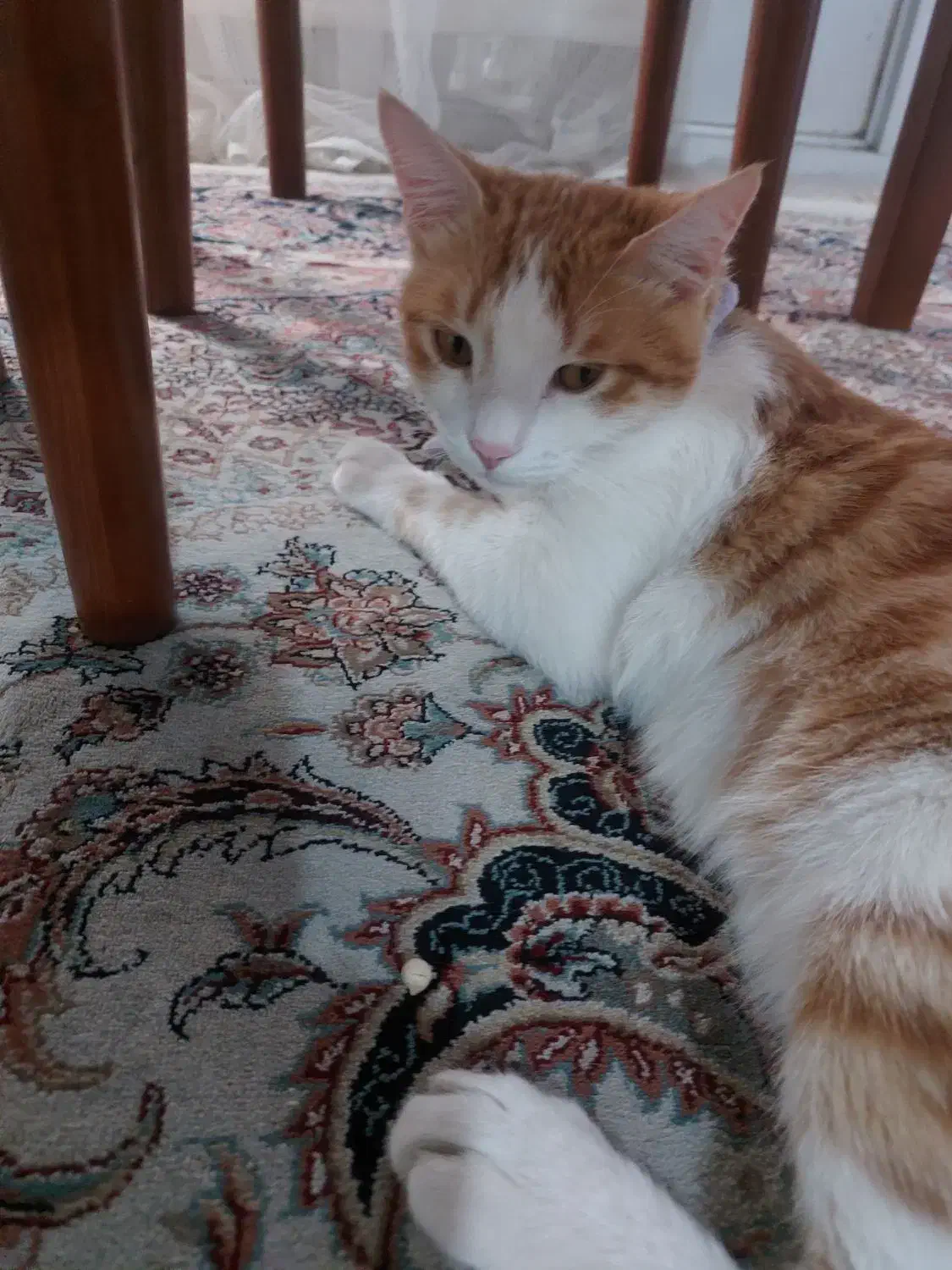 عقیم سازی|گربه|رشت, منظریه|دیوار