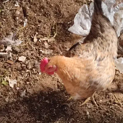 مرغ محلی تو پر|حیوانات مزرعه|نوشین شهر, |دیوار