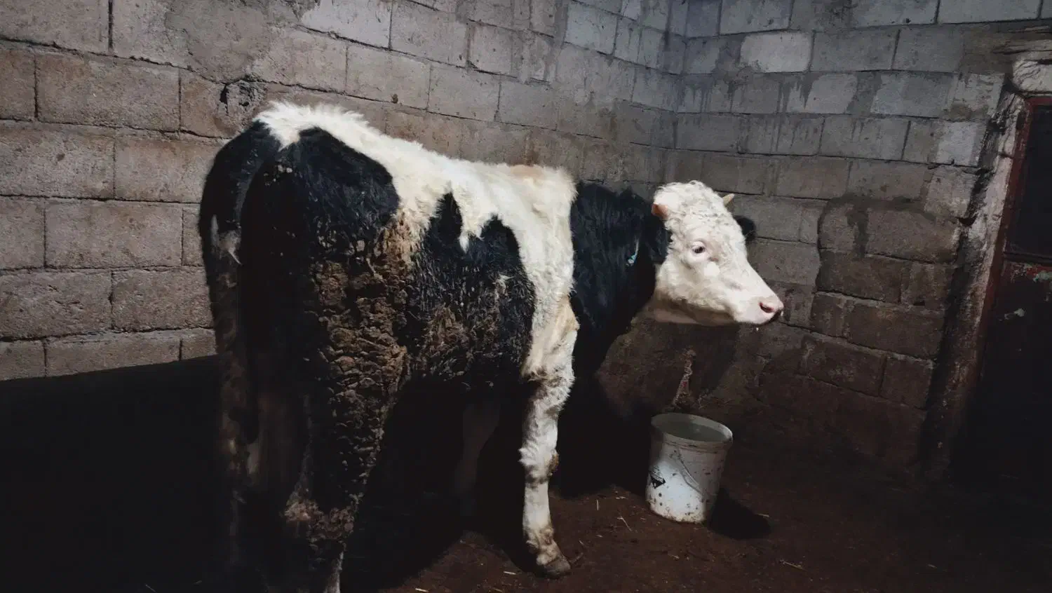 گوساله نر سیمینتال تقریباً 360 الی 370کیلویی|حیوانات مزرعه|سراب, |دیوار