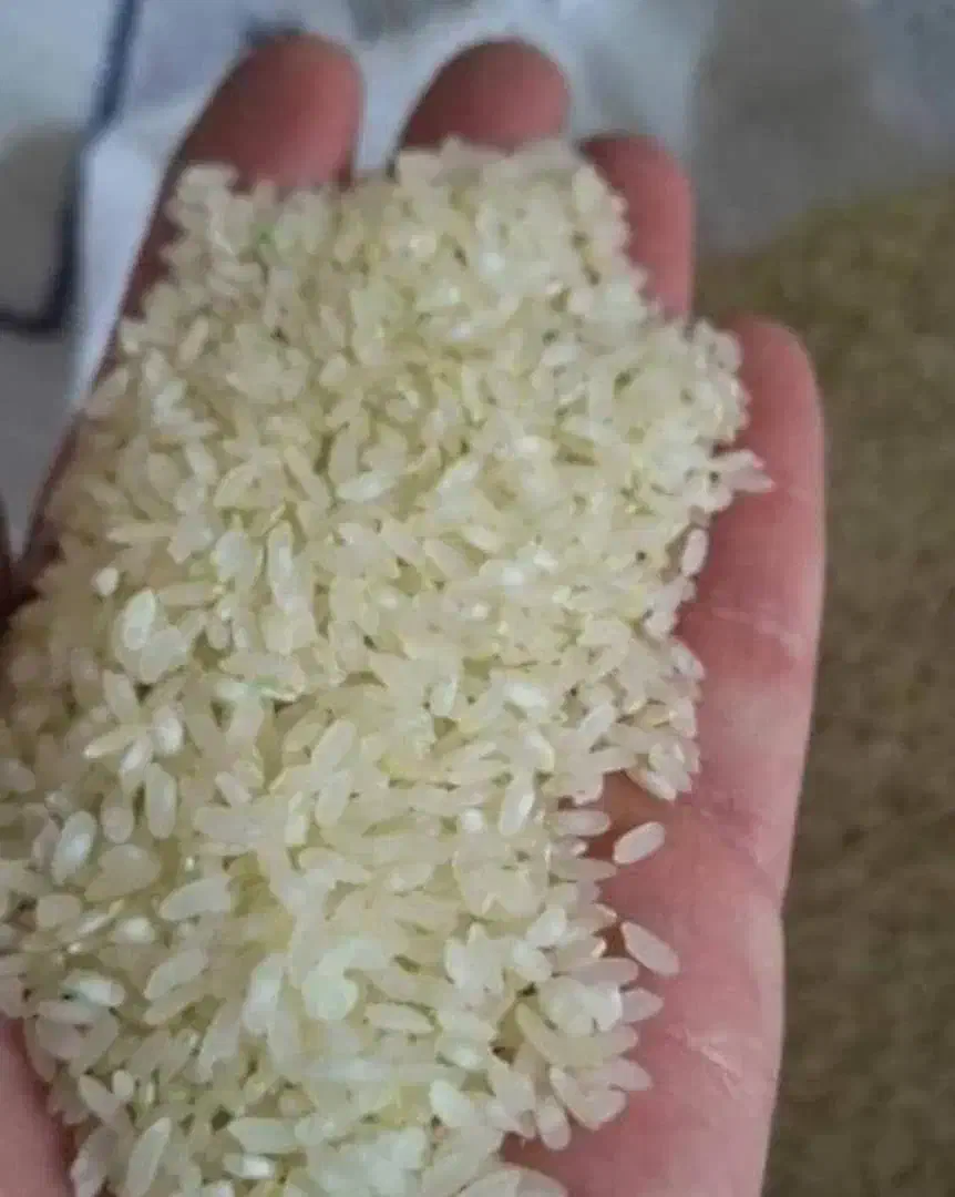 فروش برنج درجه یک کامفیروز|خوردنی و آشامیدنی|بندر گناوه, |دیوار