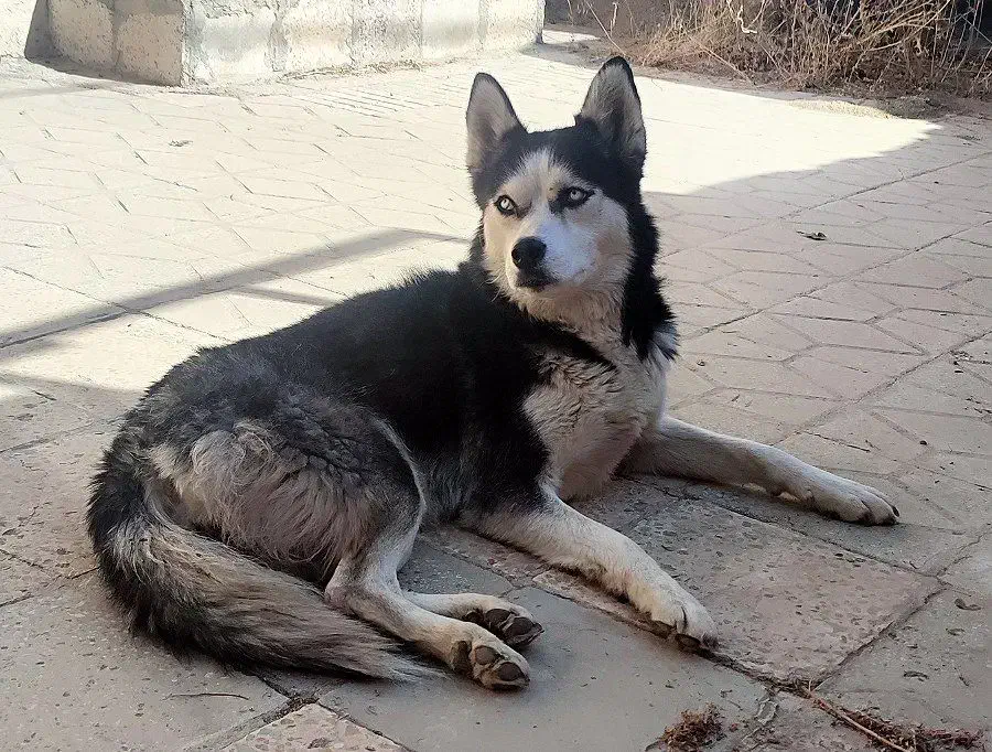 سگ هاسکی امروز گمشده|حیوانات|بروجرد, |دیوار