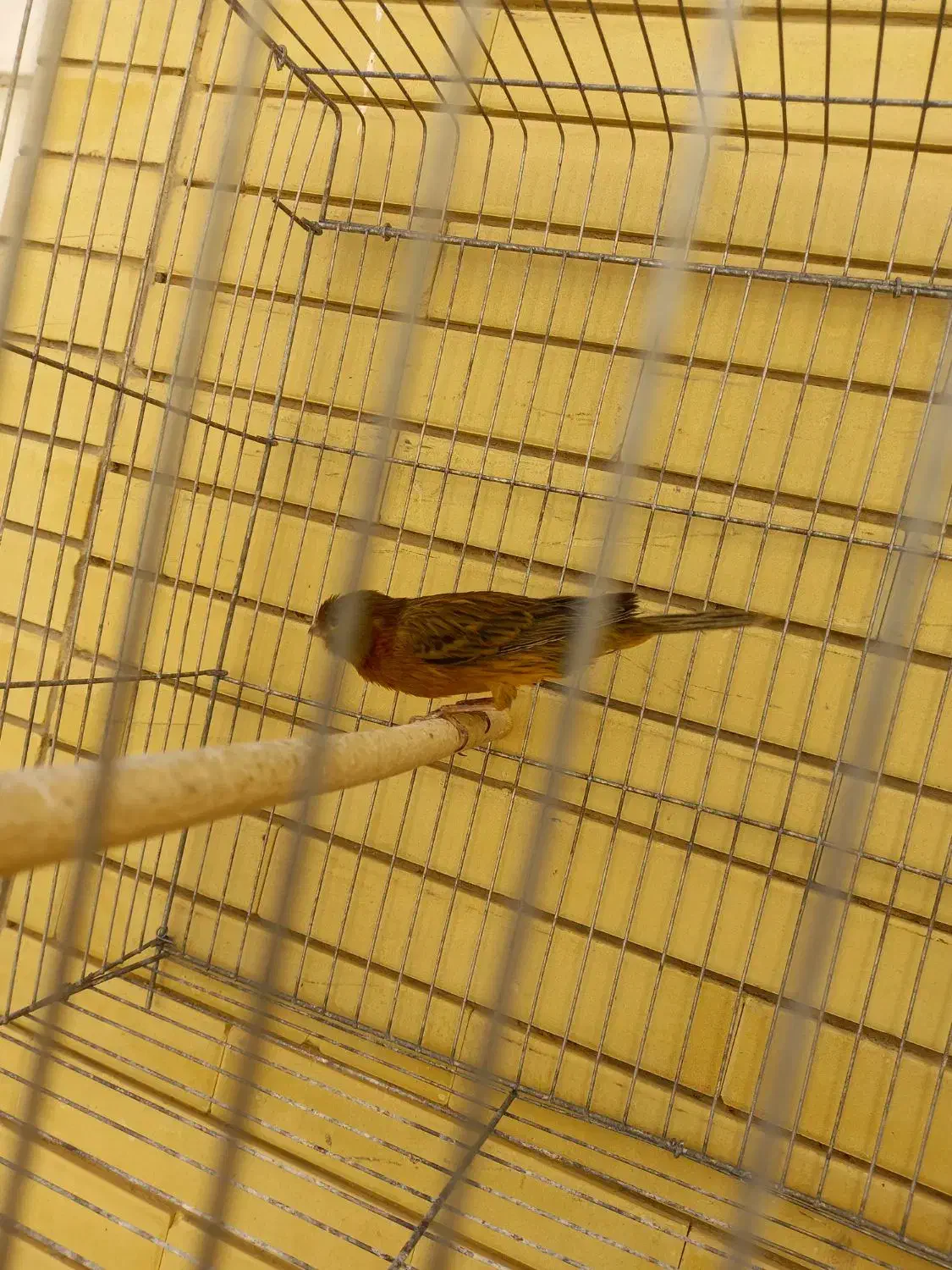 قناری ماد|پرنده|صدرا-فارس, فاز ۱|دیوار