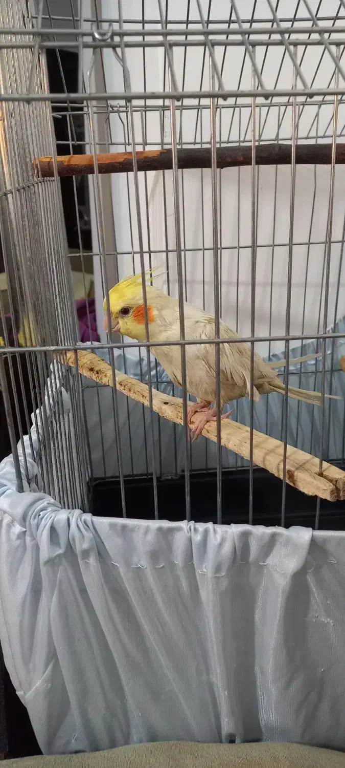 عروس هلندی|پرنده|وحیدیه, |دیوار