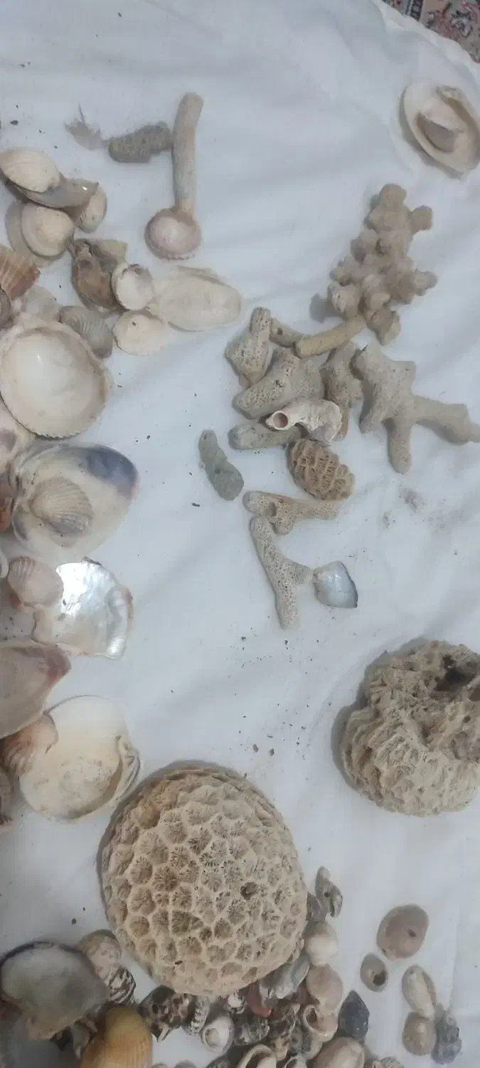 لوازم آکواریوم گوش ماهی صدف سنگ مرجان|ماهی|مشهد, جاهد شهر|دیوار