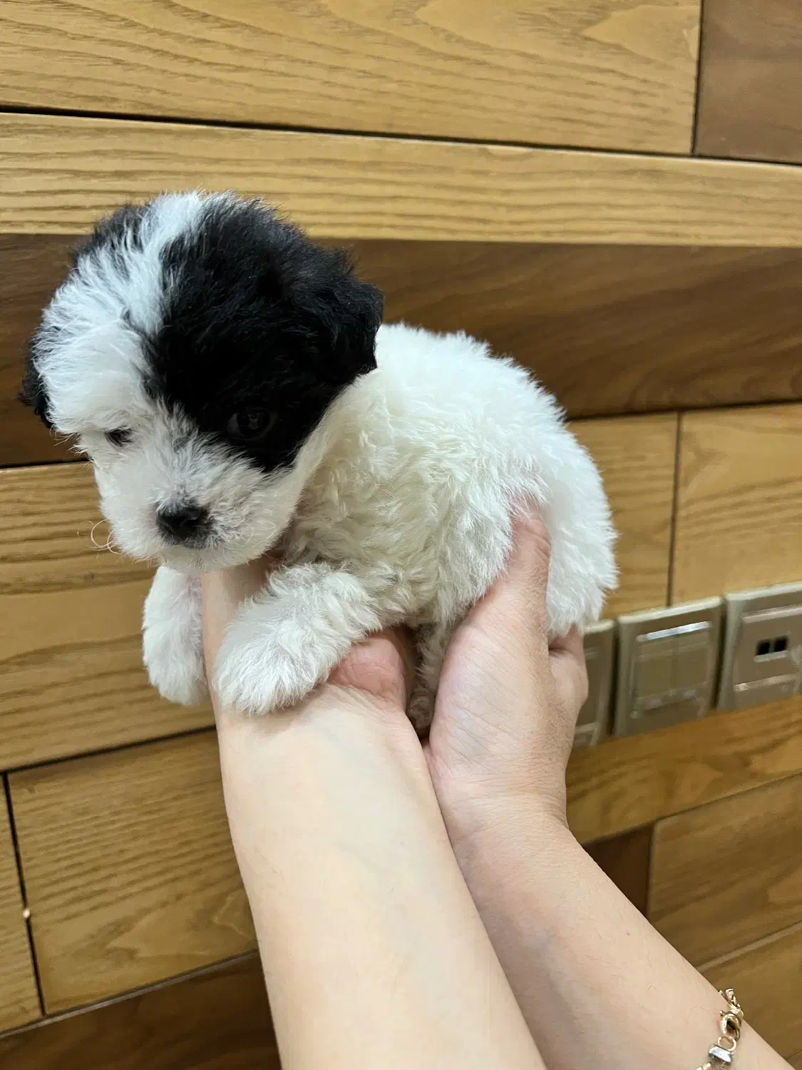 پودل میکس|سگ|سبزوار, کوی بهار|دیوار