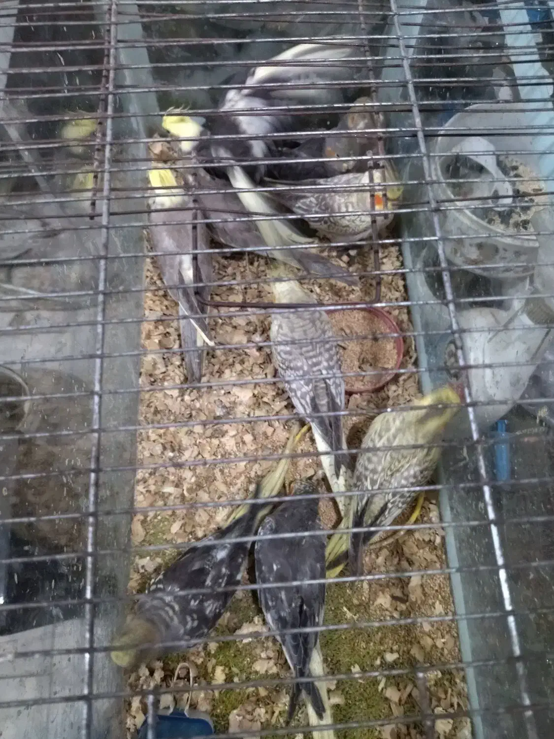 طوطی عروس هلندی|پرنده|آمل, |دیوار