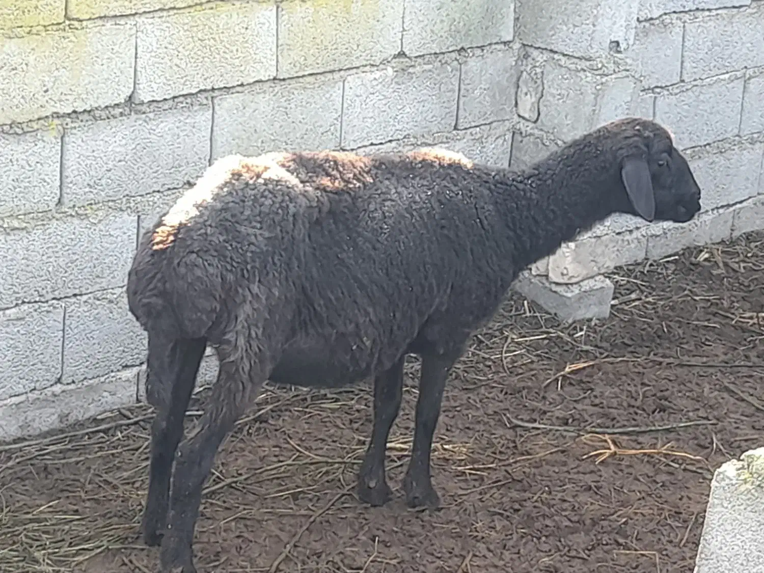 نرتخمی قره قزل افشاری درجه یک وسیاه ابستن|حیوانات مزرعه|بهشهر, |دیوار